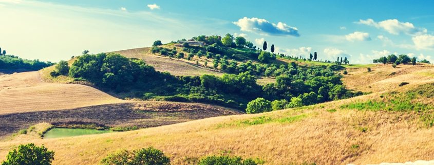 pecore prati della toscana pascolo