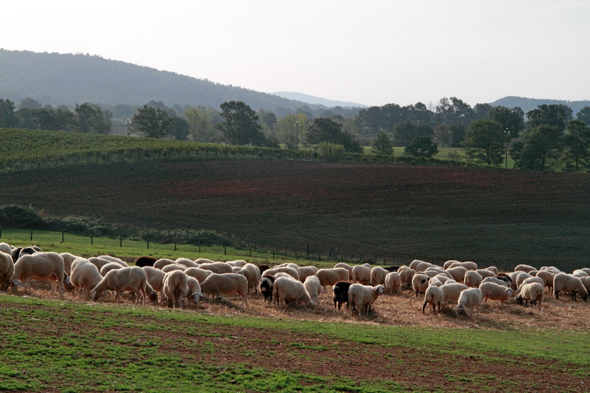 PecorinoDOC090