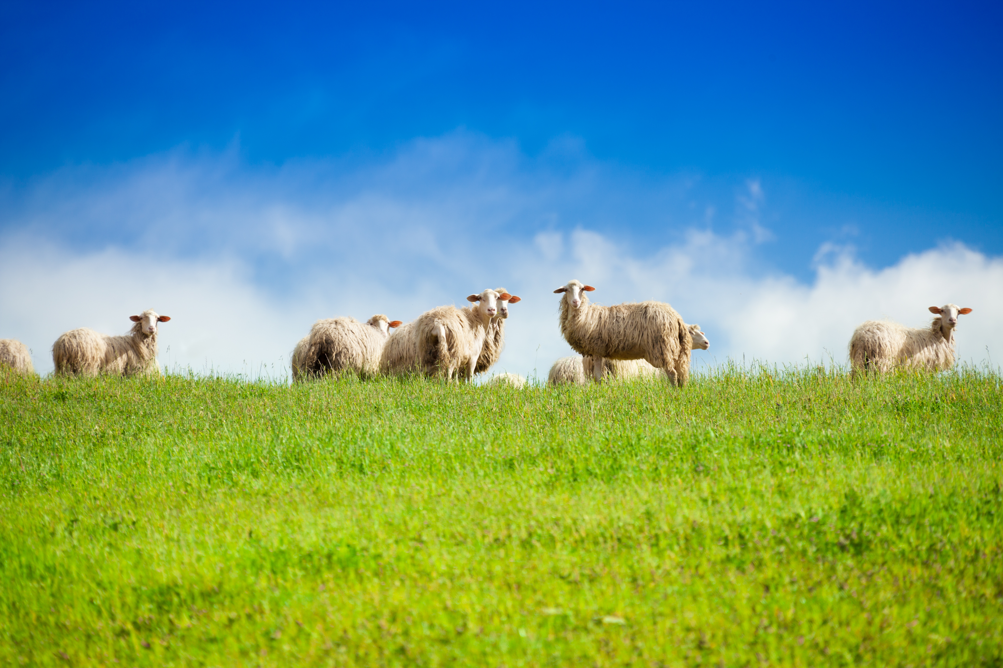 Sheep looking at camera