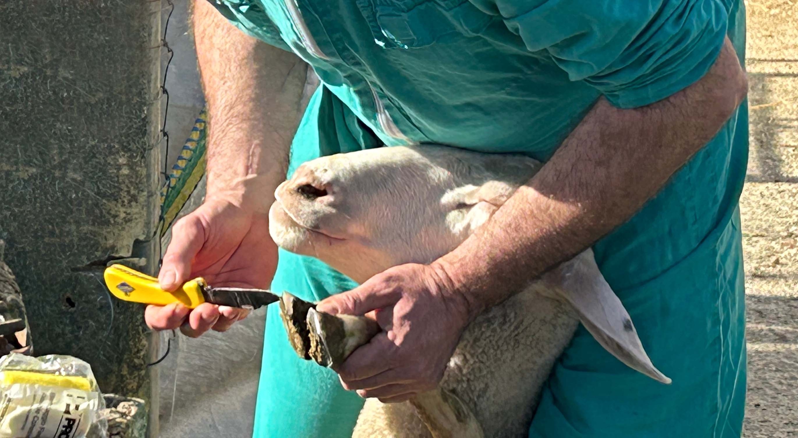 Corso mascalcia ovina