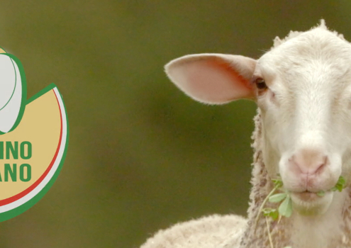Nuovo spot TV Pecorino Toscano DOP - anteprima